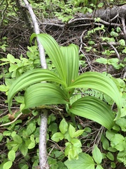 Veratrum viride eschscholtzianum