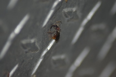 Sphaeropthalma imperialis