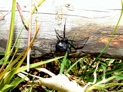 Latrodectus mirabilis