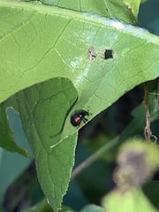 Synolabus bipustulatus