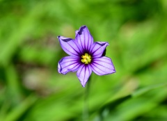 Sisyrinchium scabrum
