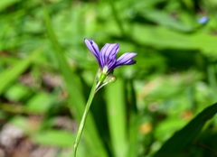 Sisyrinchium scabrum