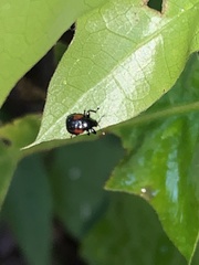 Synolabus bipustulatus