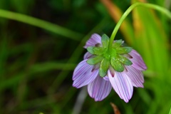 Cosmos diversifolius