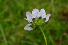 Cosmos diversifolius