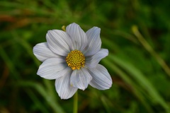 Cosmos diversifolius