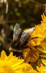 Bombus jonellus