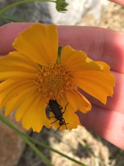 Epicauta atrata