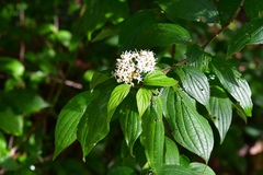 Cornus excelsa