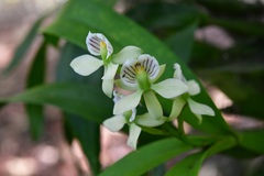 Prosthechea radiata