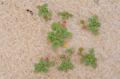 Amaranthus pumilus