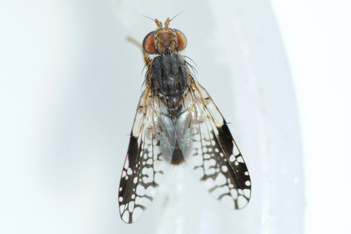 Tephritis pura