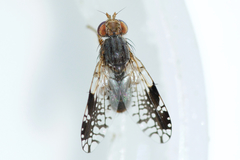 Tephritis pura