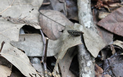 Tettigidea