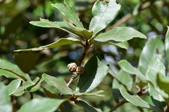 Quercus crispipilis