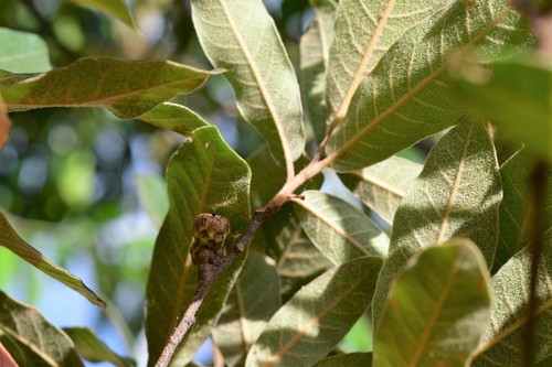 Quercus crispipilis