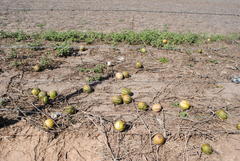 Cucurbita andreana