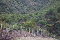 Dracophyllum arboreum