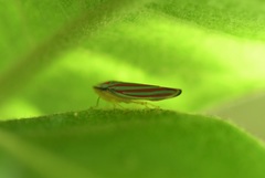 Graphocephala idonea