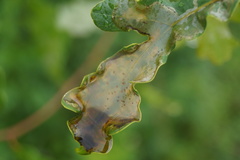 Acrocercops brongniardella