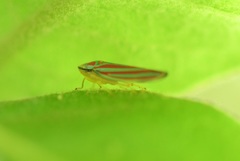 Graphocephala idonea