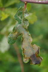 Acrocercops brongniardella