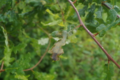 Acrocercops brongniardella