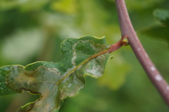 Acrocercops brongniardella