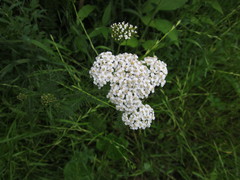 Achillea millefolium