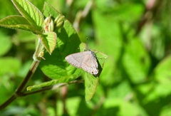 Electrostrymon denarius