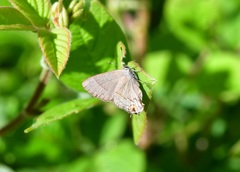 Electrostrymon denarius