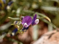Lathyrus brachycalyx