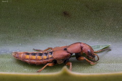 Platydracus vittatus