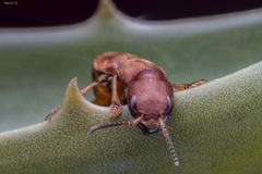 Platydracus vittatus