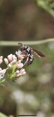 Triepeolus