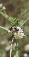 Triepeolus