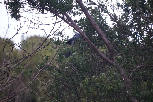 Chatham Islands Pigeon (Hemiphaga chathamensis), photo 7