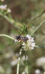 Triepeolus