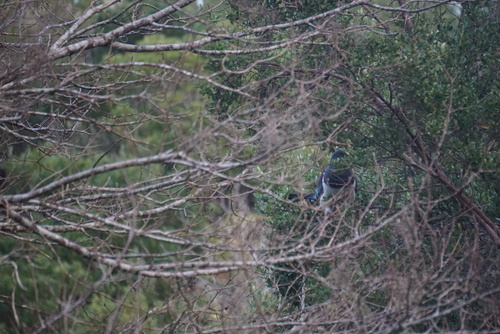 Chatham Islands Pigeon (Hemiphaga chathamensis), photo 8