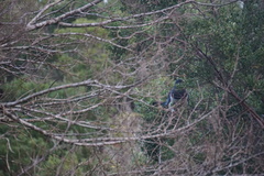 Hemiphaga chathamensis