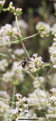 Triepeolus