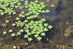 Trapa natans bispinosa