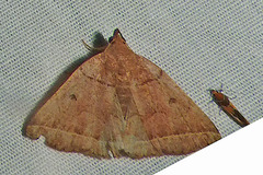 Zanclognatha obscuripennis