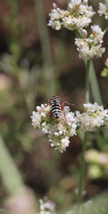 Triepeolus