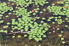 Trapa natans bispinosa