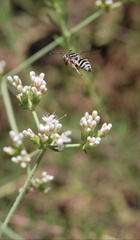 Triepeolus