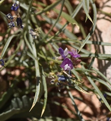 Lathyrus brachycalyx