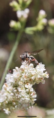 Triepeolus