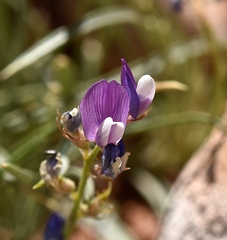 Lathyrus brachycalyx