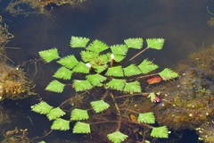 Trapa natans bispinosa